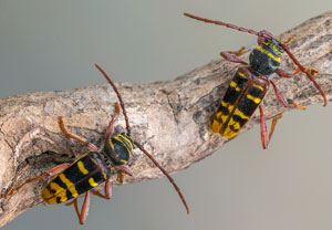 Hornissenbock (Plagionotus detritus), 18.06.2023, Hamminkeln - Diersfordter Wald