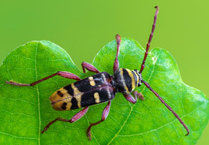 Hornissenbock (Plagionotus detritus), 10.06.2024, Hamminkeln - Diersfordter Wald