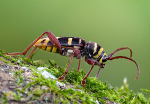 Hornissenbock (Plagionotus detritus), 12.06.2024, Hamminkeln - Diersfordter Wald