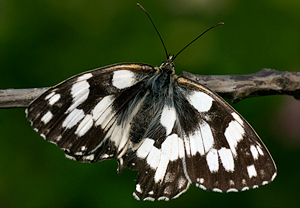 Schachbrett (Melanargia galathea), Wyry