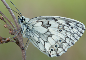 Schachbrett (Melanargia galathea) &ndash; Foto 3