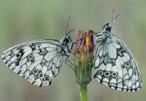 Schachbrett (Melanargia galathea) &ndash; Foto 4