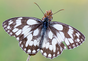 Schachbrett (Melanargia galathea) &ndash; Foto 5