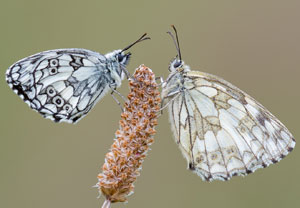 Schachbrett (Melanargia galathea) &ndash; Foto 6