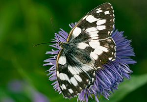 Schachbrett (Melanargia galathea), Asterstein