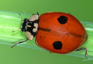 Zweipunkt-Marienkäfer (Adalia bipunctata), 22.06.2023, Hürth