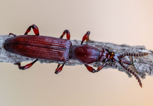 Amorphocephala coronata, 07.07.2023, Baska
