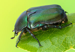 Protaetia angustata, 03.07.2023, Baska