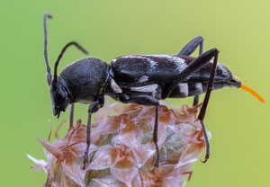 Weißbindiger Widderbock (Chlorophorus sartor), 07.07.2023, Baska
