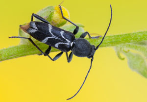 Weißbindiger Widderbock (Chlorophorus sartor), 09.07.2023, Baska