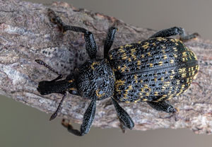 Lärchen-Schneckenrüssler (Hylobius excavatus), 01.06.2023, Ehrwald