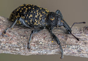Lärchen-Schneckenrüssler (Hylobius excavatus), 01.06.2023, Ehrwald