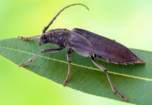 Cerambyx carinatus, 04.07.2023, Baska