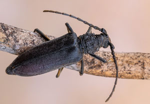 Cerambyx carinatus, 04.07.2023, Baska
