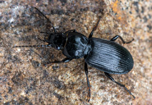 Pterostichus aethiops