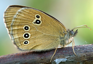 Schornsteinfeger (Aphantopus hyperantus), Wyry