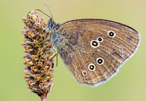 Schornsteinfeger (Aphantopus hyperantus), 05.07.2014