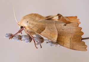 Eichenschwärmer (Marumba quercus), 10.07.2023, Baska