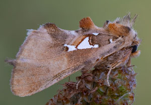 Silberfleck-Zahnspinner (Spatalia argentina)