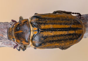 Anoxia matutinalis, 12.07.2023, Baska