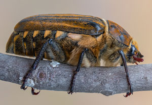 Anoxia matutinalis, 12.07.2023, Baska
