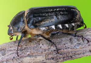 Anoxia matutinalis, 19.07.2023, Baska