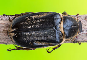 Anoxia matutinalis, 19.07.2023, Baska