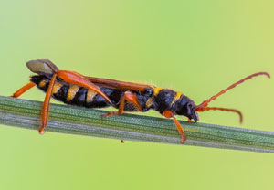Stenopterus flavicornis, 07.07.2023, Baska