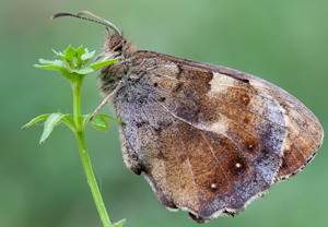 Waldbrettspiel (Pararge aegeria), 30.04.2011