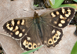 Waldbrettspiel (Pararge aegeria), 12.04.2012