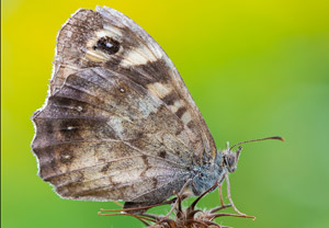 Waldbrettspiel (Pararge aegeria), 06.08.2019, Wyry