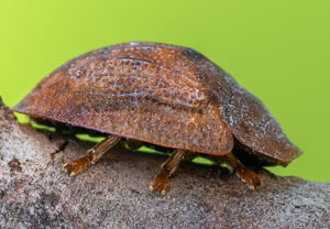 Hypocassida subferruginea, 11.07.2023, Baska