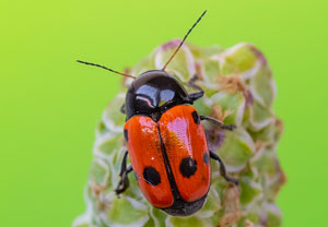 Cryptocephalus trimaculatus, 06.07.2023, Baska