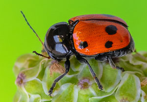 Cryptocephalus trimaculatus, 06.07.2023, Baska