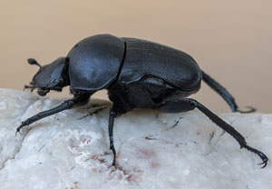 Gymnopleurus sturmi, 08.07.2023, Baska