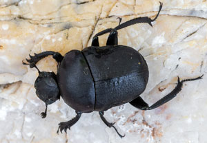 Gymnopleurus sturmi, 08.07.2023, Baska