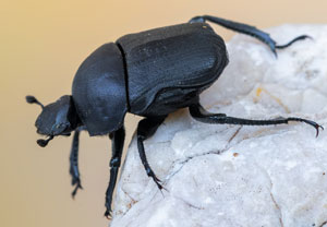 Gymnopleurus sturmi, 08.07.2023, Baska