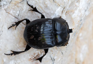 Mondhornkäfer (Copris lunaris), 05.07.2023, Baska