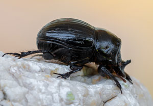 Mondhornkäfer (Copris lunaris), 05.07.2023, Baska