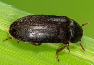 Küchenkäfer (Dermestes haemorrhoidalis), 12.06.2023, Hürth