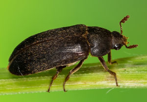 Dermestes haemorrhoidalis