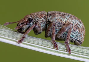 Strophosoma capitatum, 10.06.2023, Nörvenich