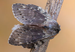 Buchen-Zahnspinner (Stauropus fagi), 13.07.2023, Baska