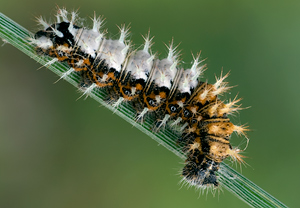 C-Falter (Polygonia c-album) &ndash; Foto 2