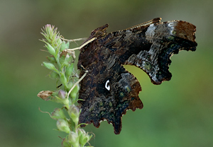 C-Falter (Polygonia c-album) &ndash; Foto 4