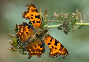 C-Falter (Polygonia c-album), 11.10.2008, Weitersburg