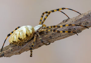 Argiope lobata, 11.07.2023, Baska