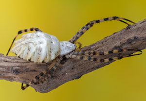 Argiope lobata, 11.07.2023, Baska