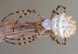Argiope lobata, 11.07.2023, Baska