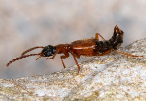 Deleaster dichrous, 26.05.2023, Biberwier